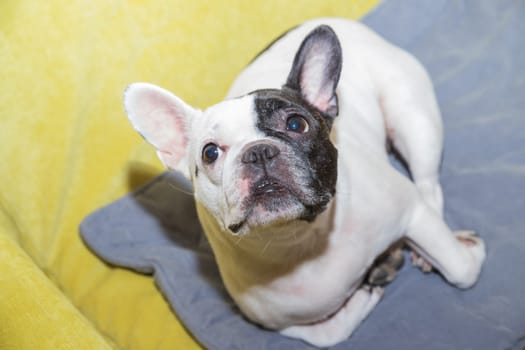 Adorable french bulldog wanna go to bed