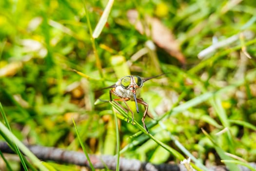A March Fly seen in grass on a hot still summer's day in Crackenback, New South Wales, Australia