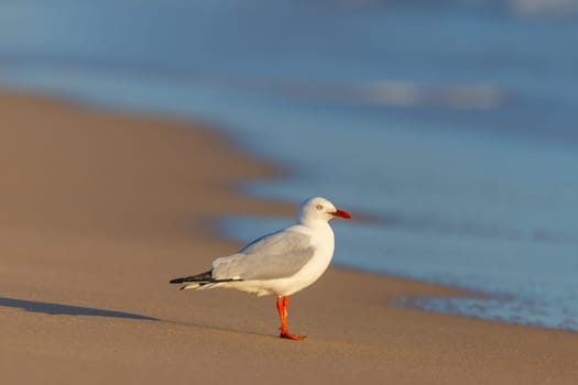 A seagull at Portsea Ocean Beach during a sunny evening in Portsea, Victoria, Australia