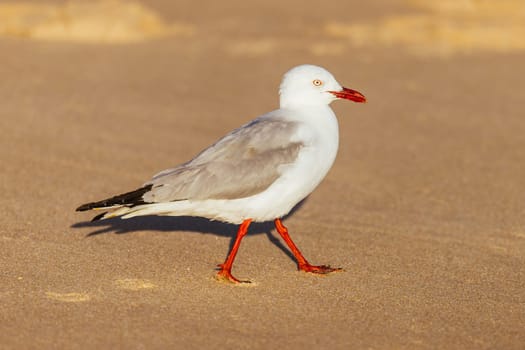 A seagull at Portsea Ocean Beach during a sunny evening in Portsea, Victoria, Australia