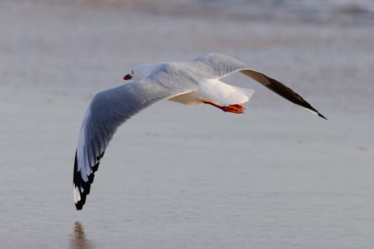 A seagull at Portsea Ocean Beach during a sunny evening in Portsea, Victoria, Australia