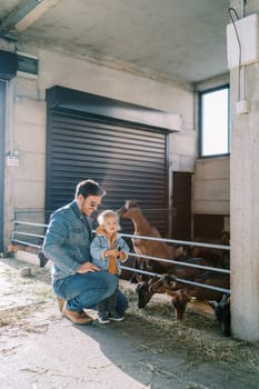 Goat stands leaning on the fence of the paddock and sniffs the hair of a little girl standing next to dad. High quality photo