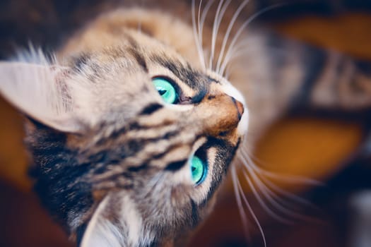 Portrait of Grey cat with green toxic eyes animal striped cute sweet.