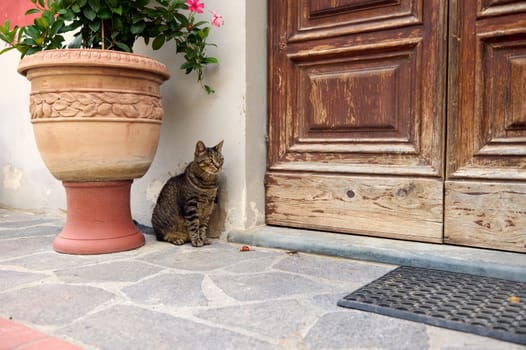 Tabby street cat near a clay vase with growing plants and flowers, near a wooden door of an unrecognizable country house in the countryside. Animals and nature. Reggello, Italy, Toscana. Still life