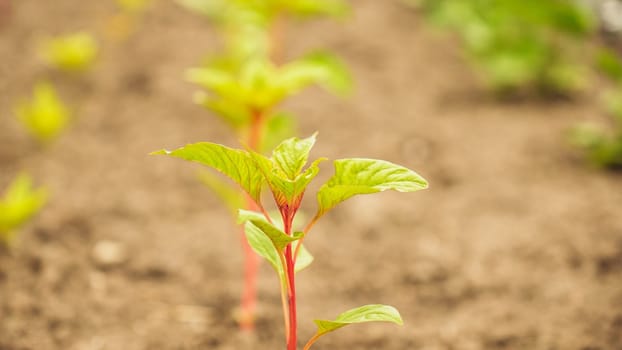 Fresh green sprouts of vegetables in spring on the field, soft focus. Growing young green seedling sprouts in cultivated agricultural farm field. Agricultural scene with red sprouts in soil