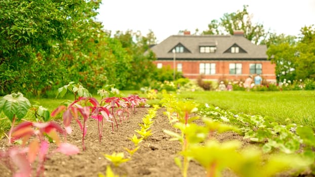 Straight rows of green and purple plants growing on huge farm field with farmhouse on background. Selective focus. Seedling growth. Bio.