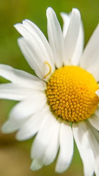 Camomile flower in the garden in summer, top view, Selective focus. Macro, close up. Vertical.