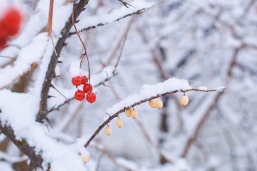 Edible frozen viburnum berries on a bush covered with snow in winter