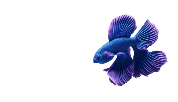 Beautiful colorful blue and purple fantasy beta fish on white background. Aquarium tropical fish. Space for text