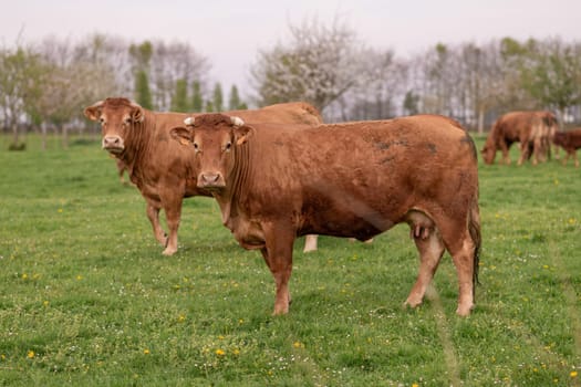 Brown cows graze on a field in France