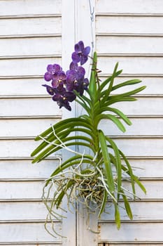 Vertical view of orchid flower hanging on a white wall for decoration