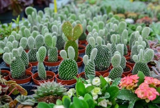 A lot of bunny ears cactus pot or mickey mouse cactus pot