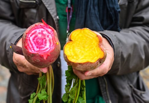 Hands of the gardener who keeps the pink and yellow beet on the market