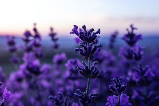 Lavender flower field closeup, fresh purple aromatic flowers for natural background. Violet lavender field in Provence, France.