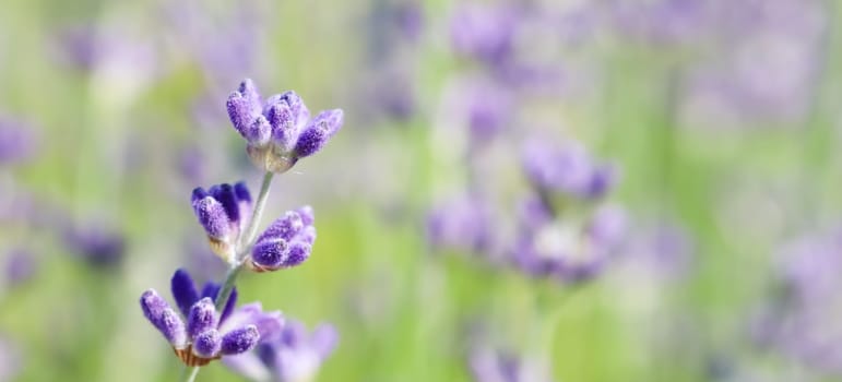 Lavender flowers blooming in the garden with blurred background on a summer day