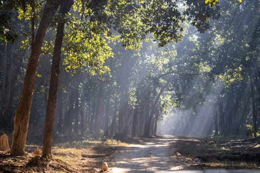 The forest comes alive under the embrace of beautiful sunny days.High quality image