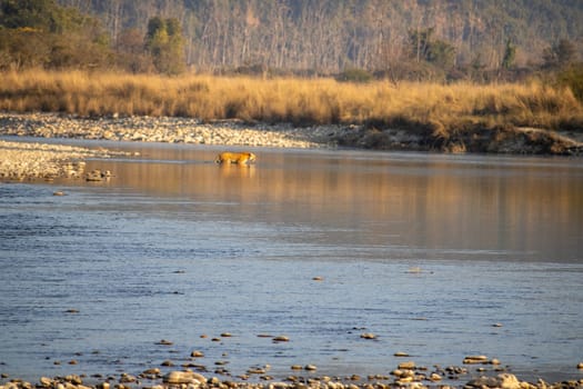 Uttarakhand's scenic beauty,lions gracefully crossing the river.High quality image