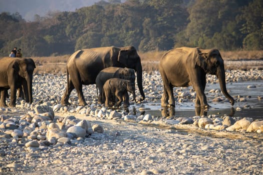 In the heart of James Corbett National Park, majestic and wise, the elephants weave tales of wilderness grace.High quality image