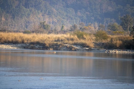 Uttarakhand's scenic beauty,lions gracefully crossing the river.High quality image