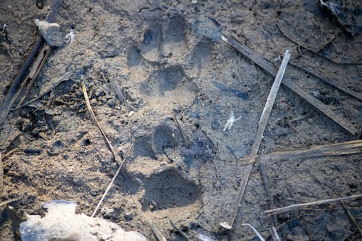 In Uttarakhand's wilderness, the delicate imprints of animal footprints narrate the silent stories of the diverse .High quality image