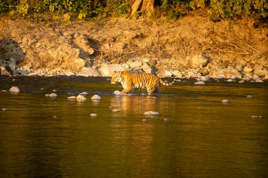 Uttarakhand's scenic beauty,lions gracefully crossing the river.High quality image