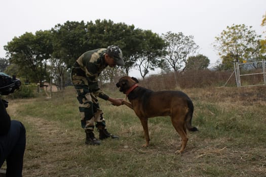 Under the disciplined guidance of military training, dogs learn the art of handshake.High quality image