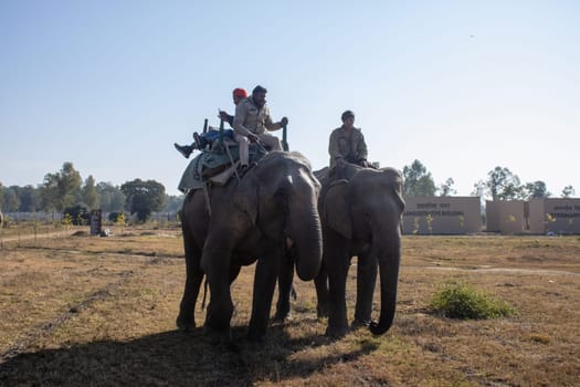 landscapes of Uttarakhand on a beautiful journey with elephants.High quality image