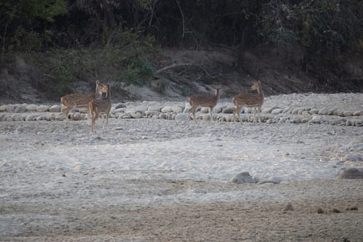 Uttarakhand's natural haven, where the graceful views of deer.High quality image