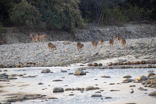 Uttarakhand's natural haven, where the graceful views of deer.High quality image