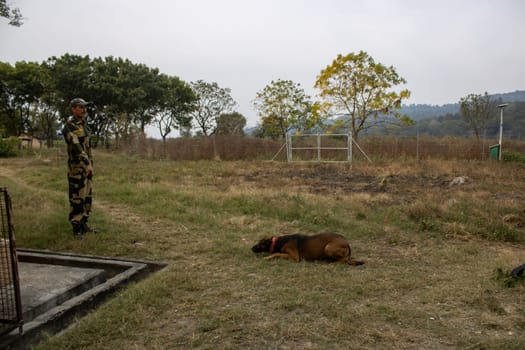 Navigating the path of precision and discipline, a military man imparts guidance to dogs in India.High quality image