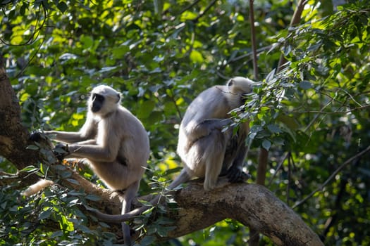 The balletic grace of monkeys as they navigate Uttarakhand's treetops.High quality image