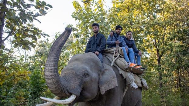 Witness the poetry of nature as your eyes capture the graceful harmony of elephants moving through the lush jungles of Uttarakhand.High quality image