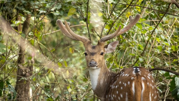 Uttarakhand's natural haven, where the graceful views of deer.High quality image