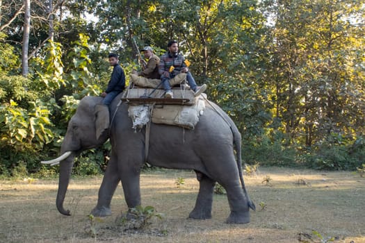 Witness the poetry of nature as your eyes capture the graceful harmony of elephants moving through the lush jungles of Uttarakhand.High quality image