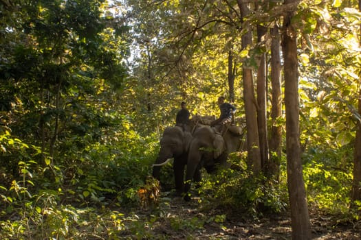 Witness the poetry of nature as your eyes capture the graceful harmony of elephants moving through the lush jungles of Uttarakhand.High quality image