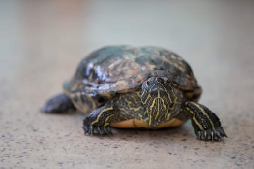 Red-eared freshwater turtle crawls on the floor close-up.