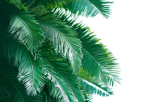 Tropical palm leaves on a white background .Exotic plant background.