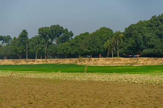 Rice fields ready for rice planting