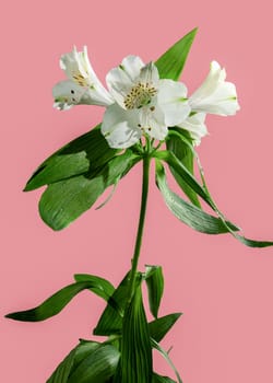 Beautiful blooming white Alstroemeria flower with green leaves isolated on a pink background. Flower head close-up.