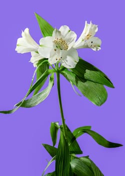 Beautiful blooming white Alstroemeria flower with green leaves isolated on a purple background. Flower head close-up.