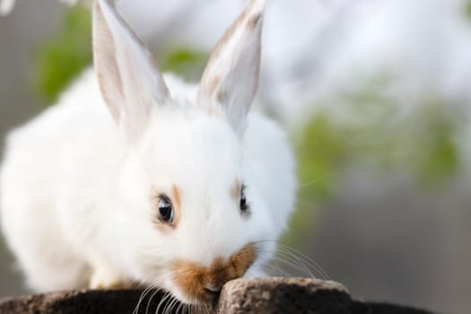 beautiful rabbit, close-up and long eyelashes, pets, easter