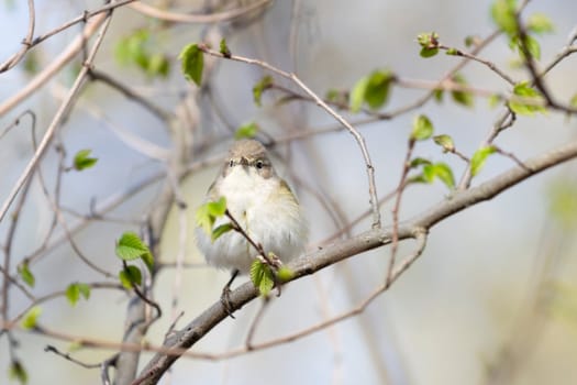 bird sitting on a branch with the first sprouts of leaves, wild animals, birds