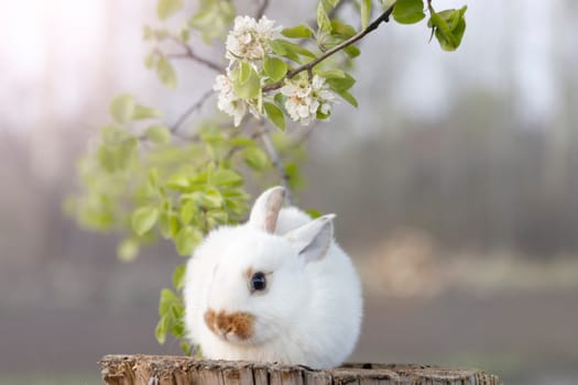 rabbit sits under a flowering branch, pets, easter