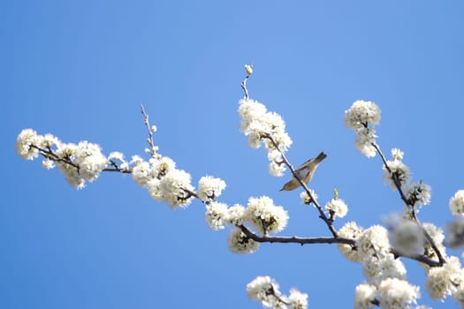 small bird among the flowering branches, wild animals, birds