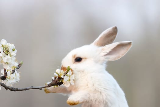 white rabbit reaches out to a flowering branch with its paws, pets, easter