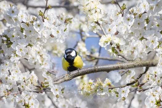 wild bird, tit among the cherry blossoms, wild animals, birds