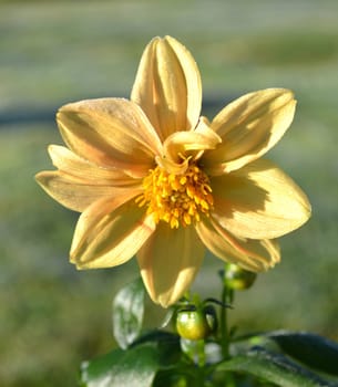 Yellow Dahlia. tuberous, herbaceous perennial plant. Asteraceae