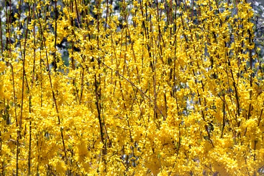 Forsythia. Yellow floral background