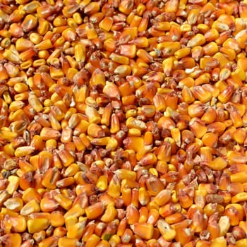 Bulk of orange corn grain background