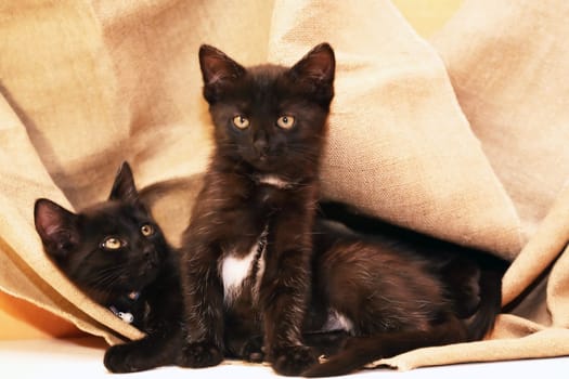 A pair of small black kittens on canvas background